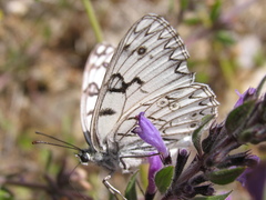 Melanargia arge