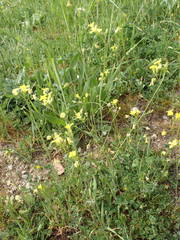 Bunias erucago