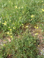 Bunias erucago