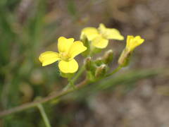 Bunias erucago