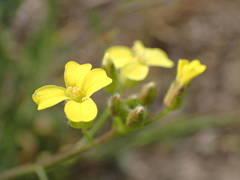 Bunias erucago