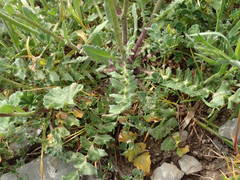 Bunias erucago