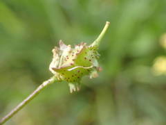 Bunias erucago