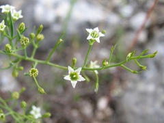 Thesium divaricatum
