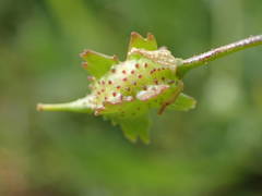 Bunias erucago