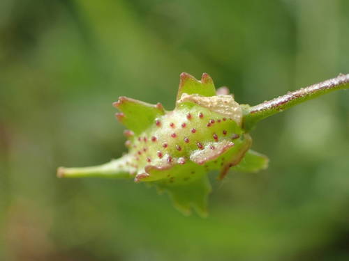 Representative image of Bunias erucago
