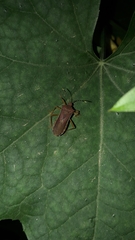 Anasa varicornis