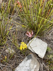 Moraea vallisavium