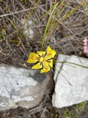 Moraea vallisavium