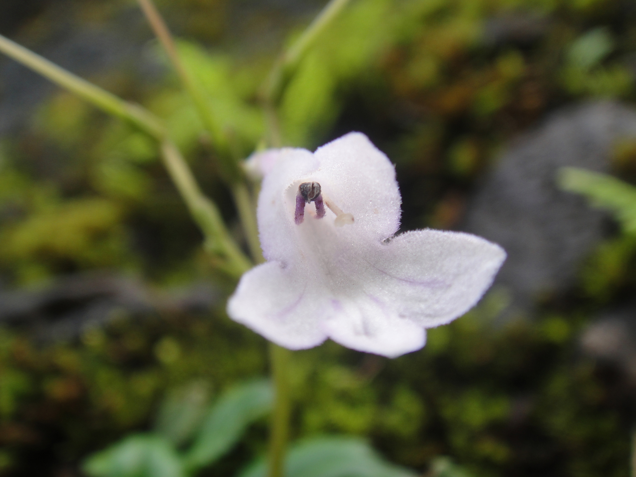 Petrocodon