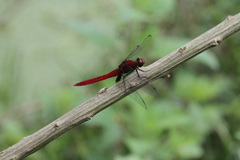 Erythemis mithroides