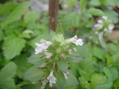 Ajuga ciliata