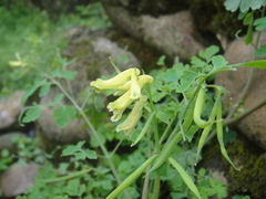Corydalis balansae