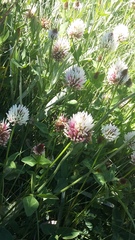 Trifolium ambiguum