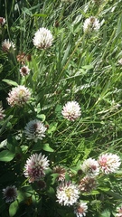 Trifolium ambiguum