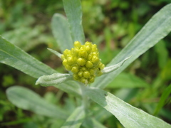 Pseudognaphalium affine