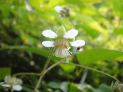 Rubus swinhoei