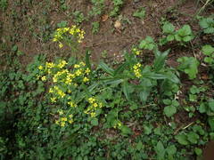 Bunias orientalis