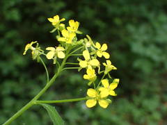 Bunias orientalis