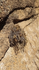 Selaginella sanguinolenta