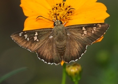 Apyrrothrix araxes