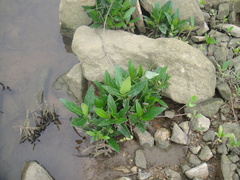 Acanthus ilicifolius