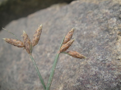 Fimbristylis sieboldii
