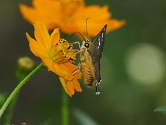 Apyrrothrix araxes
