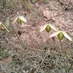 Albuca acuminata