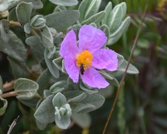 Capsodes flavomarginatus