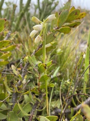 Eulophia aculeata