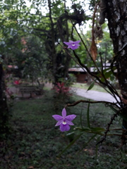 Dimerandra emarginata