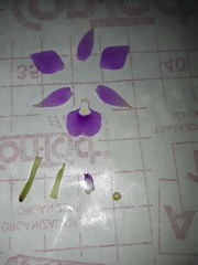 Dimerandra emarginata