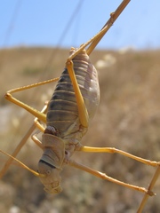 Ephippiger apulus apulus