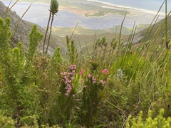 Erica holosericea
