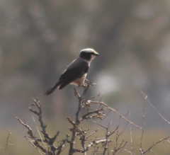 Eurocephalus anguitimens