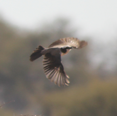 Eurocephalus anguitimens