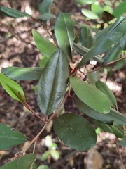 Capparis odoratissima