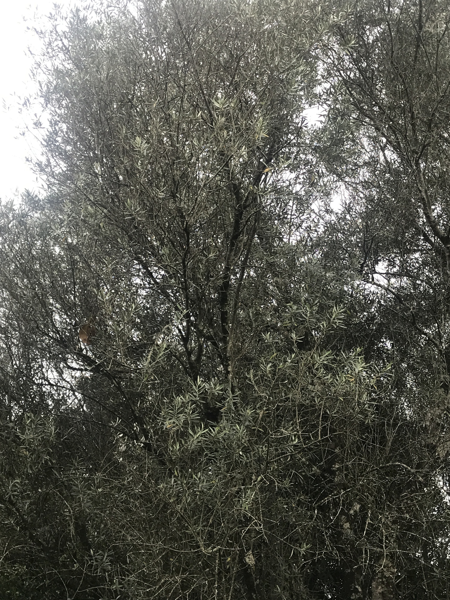 Olea europaea