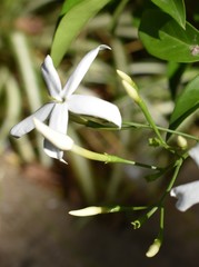 Jasminum officinale