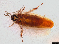 Johnrehnia solida