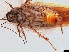 Johnrehnia solida