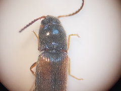Dalopius marginatus