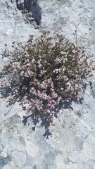 Asperula supina caespitans