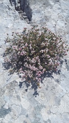 Asperula supina caespitans