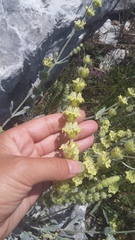 Sideritis catillaris