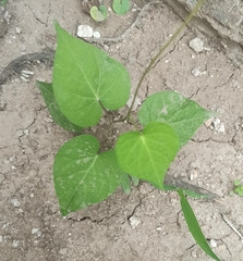 Ipomoea grandifolia