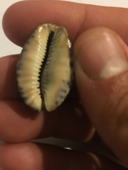 Pseudozonaria arabicula