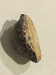 Pseudozonaria arabicula