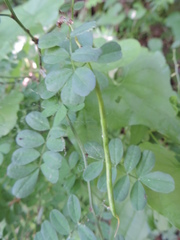 Hippocrepis emerus